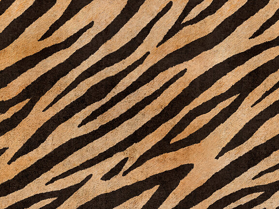 Africa Tiger